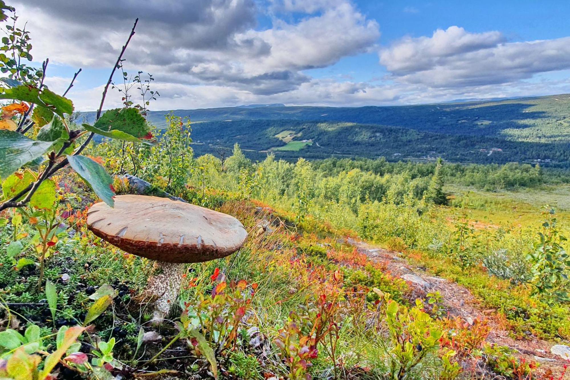 Active Adventure Base - Apartment & Lavvo, Dagali Fjellpark Экстерьер фото